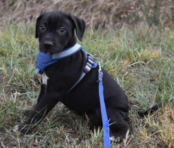 Hektor aktiver Junghund