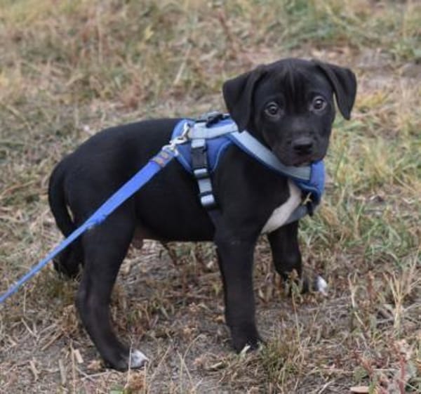 Hektor aktiver Junghund