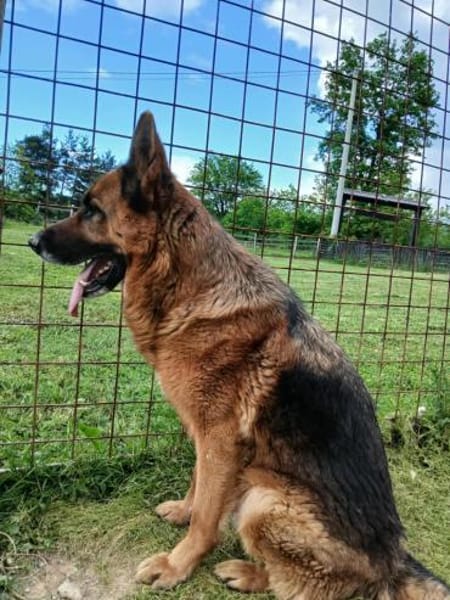 Ari - Deutscher Schäferhund