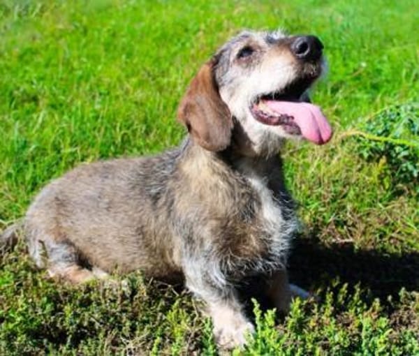 Pivi, blinder, fitter Senior