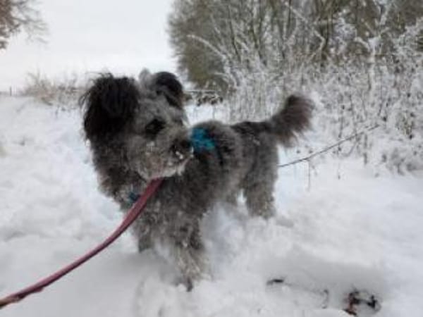 Toto 40 cm (Pflegestelle)