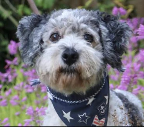 Paulchen sucht seinen Altersruhesitz