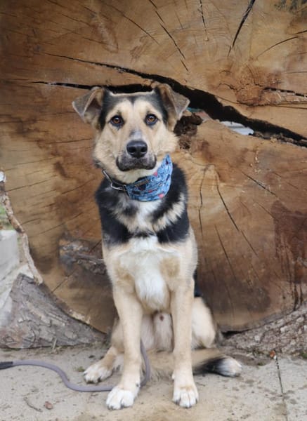 Murphy- FIT AUF VIER PFOTEN