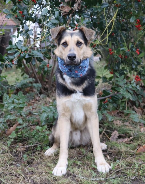 Murphy- FIT AUF VIER PFOTEN