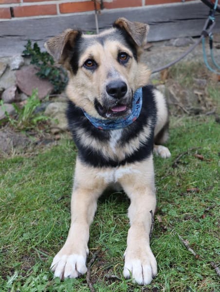 Murphy- FIT AUF VIER PFOTEN