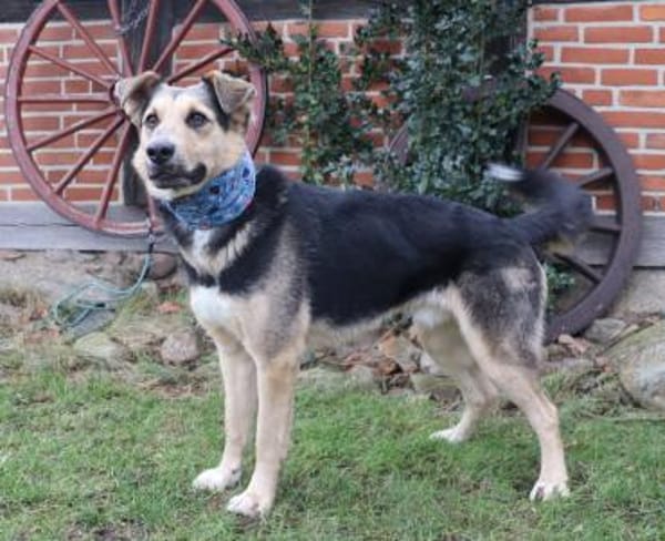 Murphy- FIT AUF VIER PFOTEN