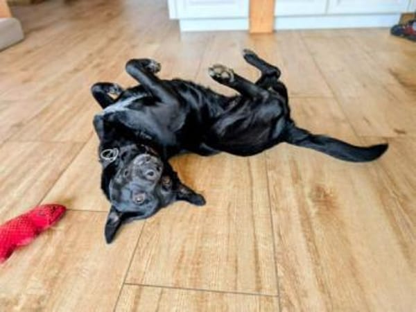 ZOLA -liebt alle Menschen-