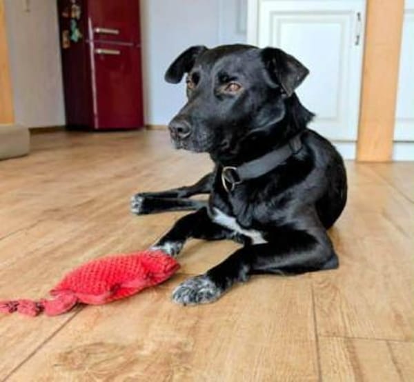 ZOLA -liebt alle Menschen-