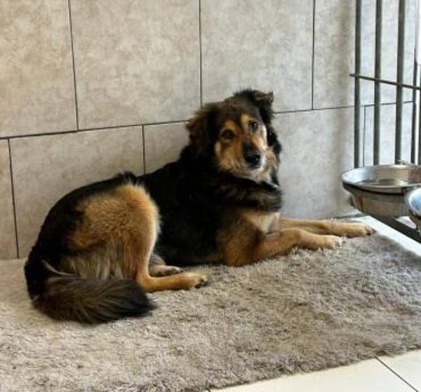 Timmy sucht ein Zuhause