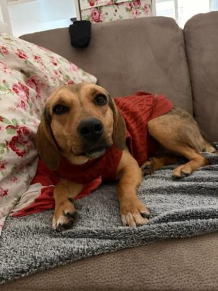 Leia  Schmusemaus sucht zu ihr Hause