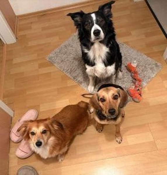 Leia  Schmusemaus sucht zu ihr Hause