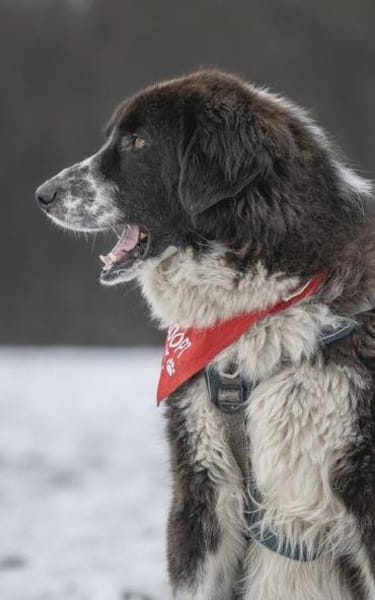 Harry - ein treuer Prachtkerl