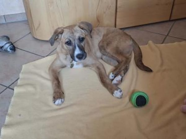 Lucky - lieber, verschmuster Welpe