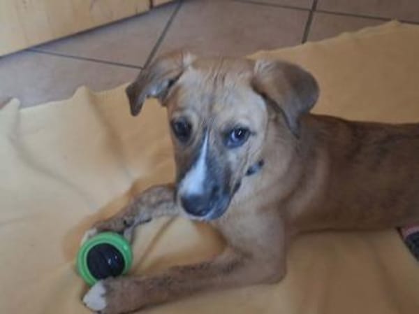 Lucky - lieber, verschmuster Welpe