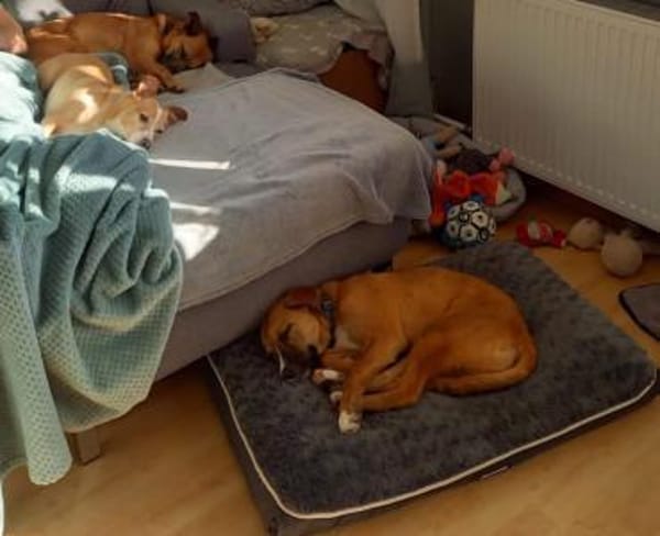 Lucky - lieber, verschmuster Welpe