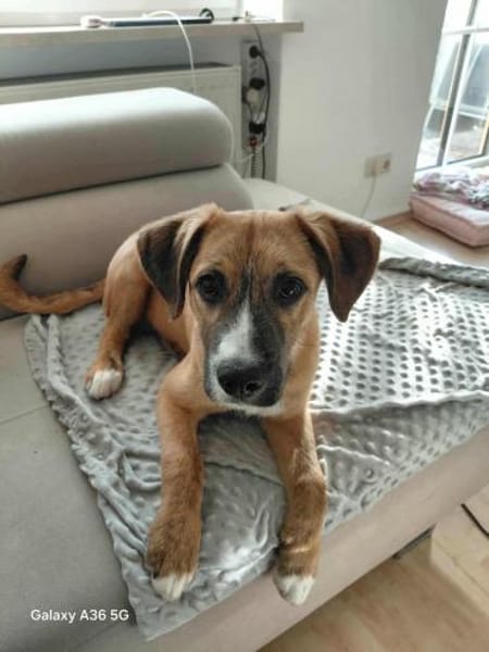 Lucky - lieber, verschmuster Welpe