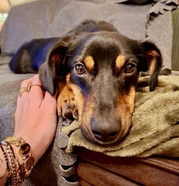 Lustiger Dackelmix Mambo mit Handicap