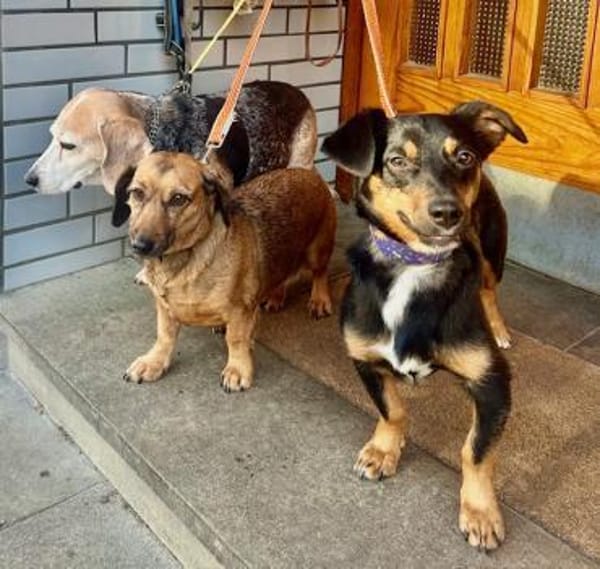 Lustiger Dackelmix Mambo mit Handicap