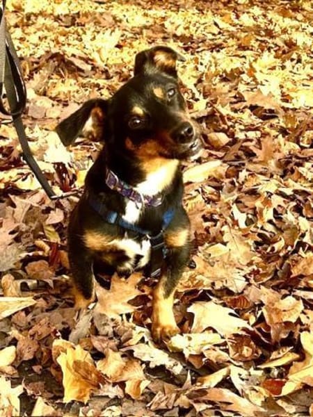 Lustiger Dackelmix Mambo mit Handicap