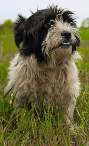 Pele, sucht aktive Familie