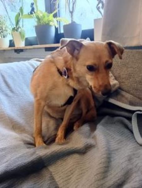 IVY 40 cm (Pflegestelle)