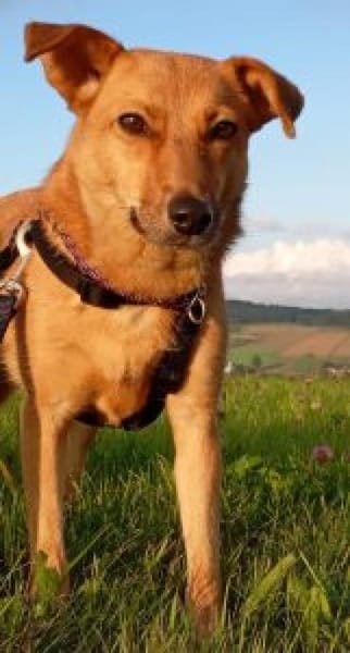 IVY 40 cm (Pflegestelle)