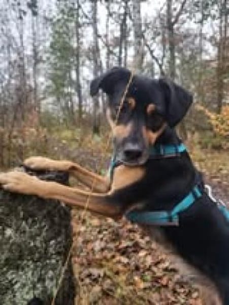 Anton sucht sein Für-immer-Zuhause! 🐾✨