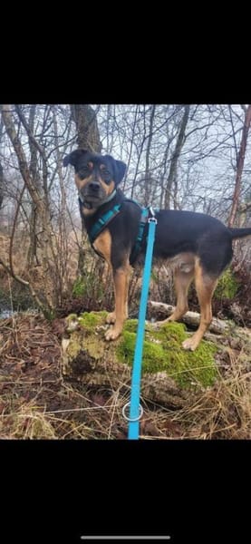 Anton sucht sein Für-immer-Zuhause! 🐾✨