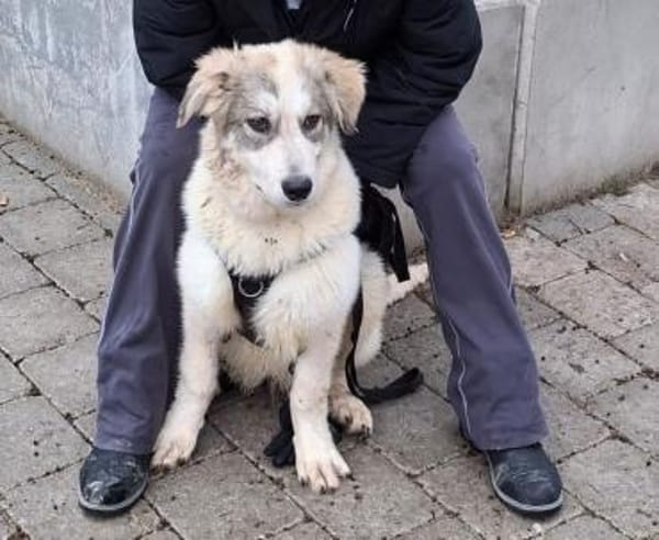 WOLLE *5/25 DRINGEND ZUHAUSE GESUCHT