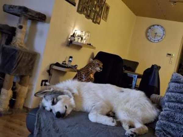 WOLLE *5/25 DRINGEND ZUHAUSE GESUCHT