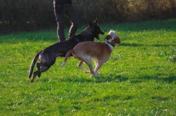 💙Sam💙sucht ein liebevolles Zuhause 🫶