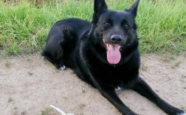 Wer schenkt Hummel ein neues Zuhause?