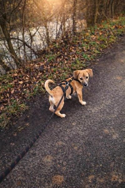 Sam - klein aber oho🍀