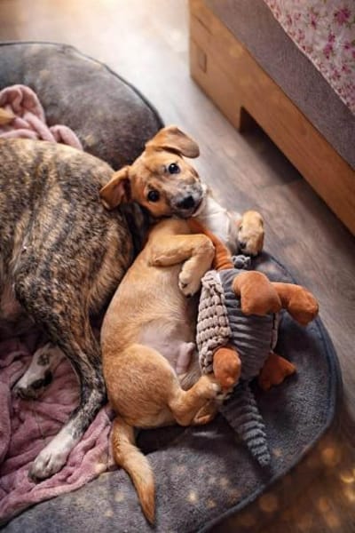 Sam - klein aber oho🍀