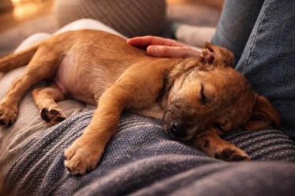 Sam - klein aber oho🍀