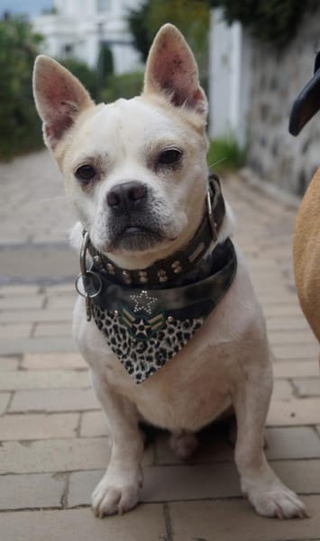 Lollek - ein kleines Powerpaket