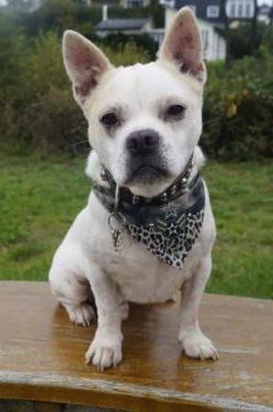 Lollek - ein kleines Powerpaket