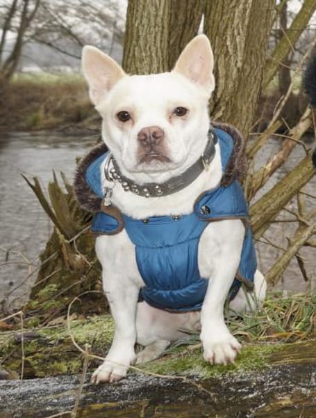 Lollek - ein kleines Powerpaket