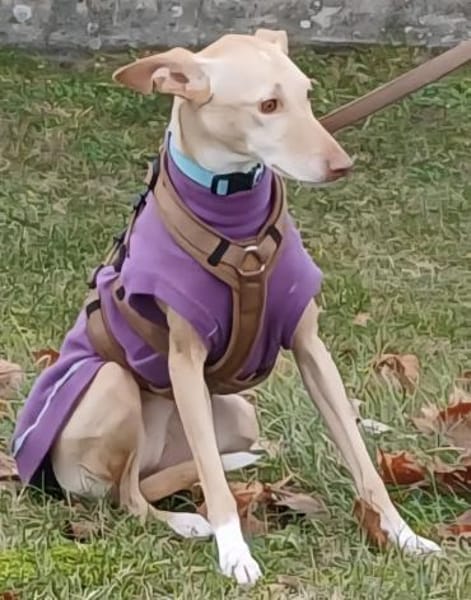 Kinsi sucht ihr Für-Immer-Zuhause