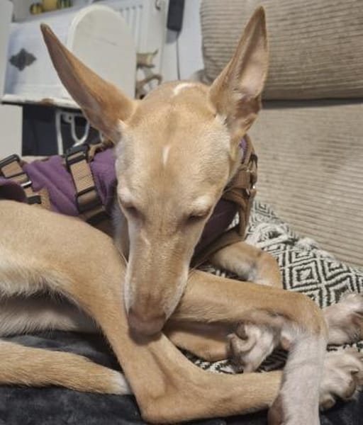 Kinsi sucht ihr Für-Immer-Zuhause