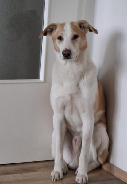 ROCKY - *2020 - DRINGEND ZUHAUSE GESUCHT