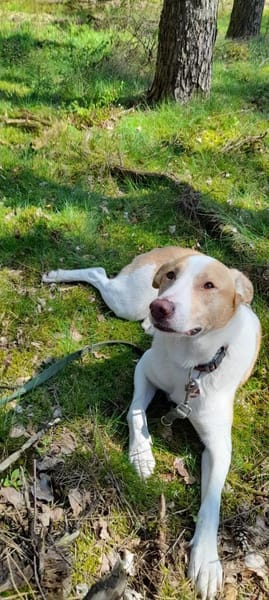 ROCKY - *2020 - DRINGEND ZUHAUSE GESUCHT