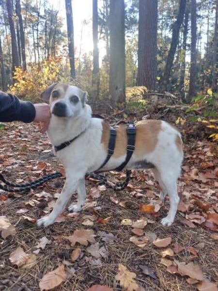 EVELYN - 2018 auf PS in 02633 Dretschen