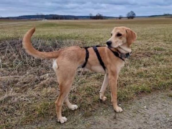 Zara möchte beschäftigt werden