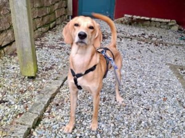 Zara möchte beschäftigt werden