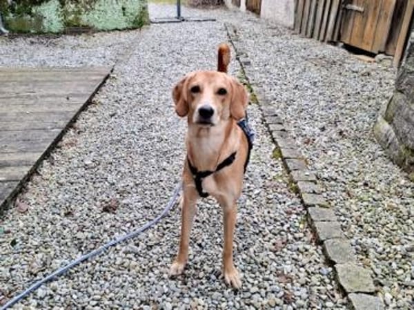 Zara möchte beschäftigt werden