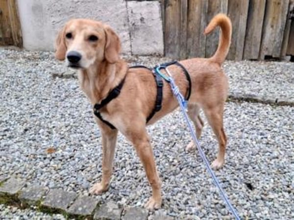 Zara möchte beschäftigt werden