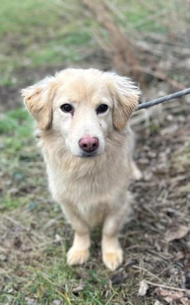 Milo - geb. 4/2023 - ca. 36 cm