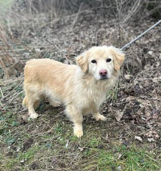 Milo - geb. 4/2023 - ca. 36 cm