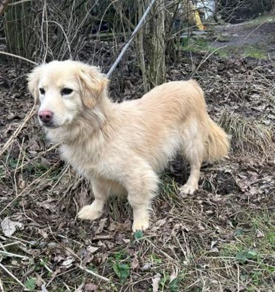 Milo - geb. 4/2023 - ca. 36 cm